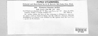 Uromyces fuscatus image